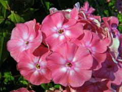 Plemenka latnatá (Phlox paniculata L.)