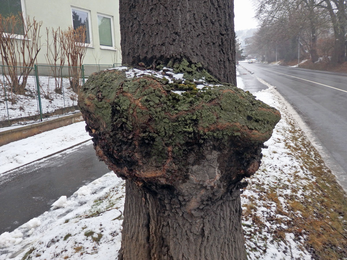 Nádor na jasanu ztepilém (Fraxinus excelsior L.) (21a)