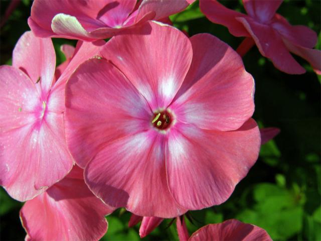 Plemenka latnatá (Phlox paniculata L.)