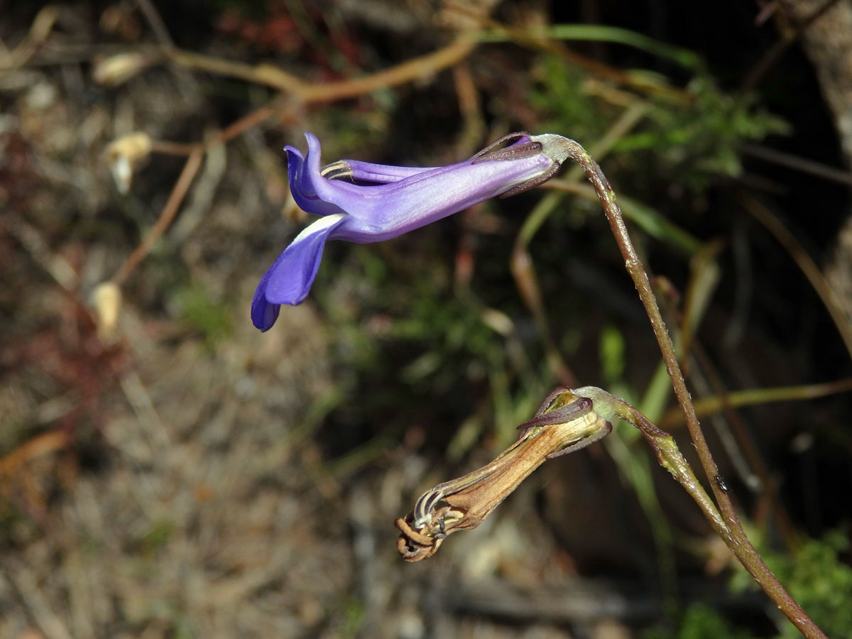 Lobelka (Lobelia coronopifolia L.)