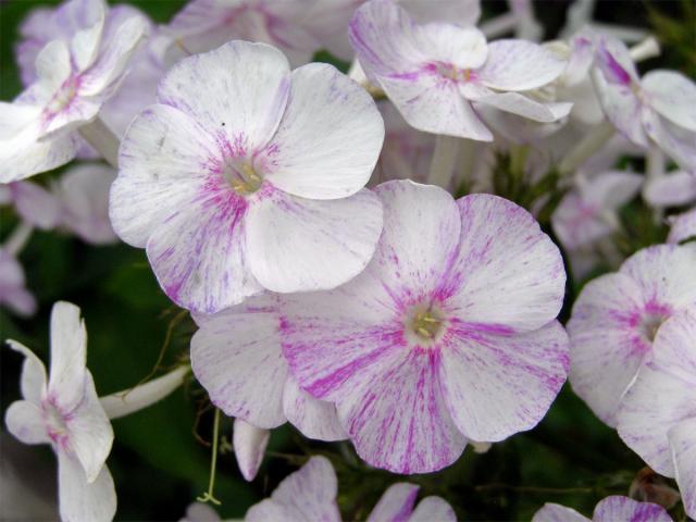 Plemenka latnatá (Phlox paniculata L.)