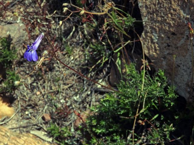 Lobelka (Lobelia coronopifolia L.)