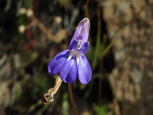 Lobelka (Lobelia coronopifolia L.)