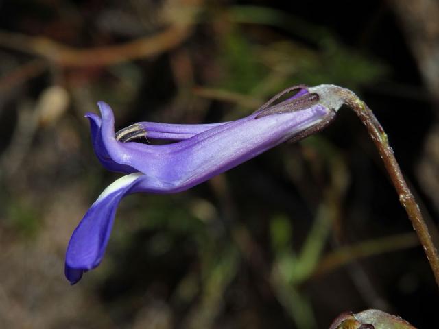 Lobelka (Lobelia coronopifolia L.)