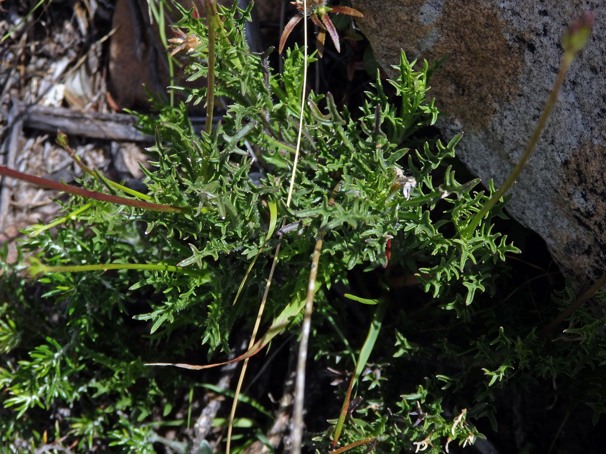 Lobelka (Lobelia coronopifolia L.)