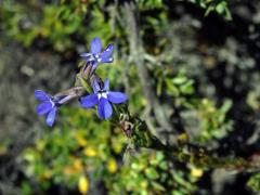 Lobelka (Lobelia pinifolia L.)