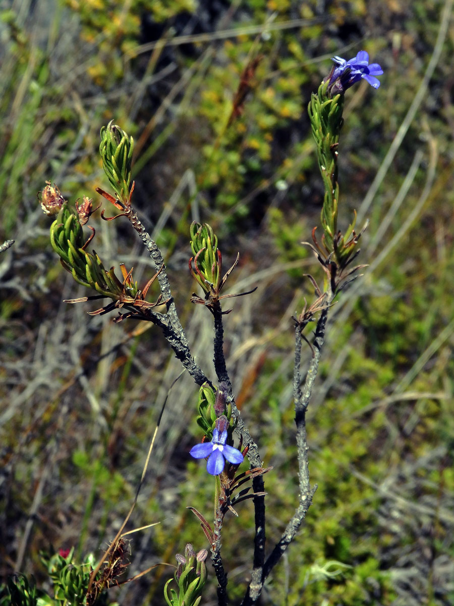 Lobelka (Lobelia pinifolia L.)