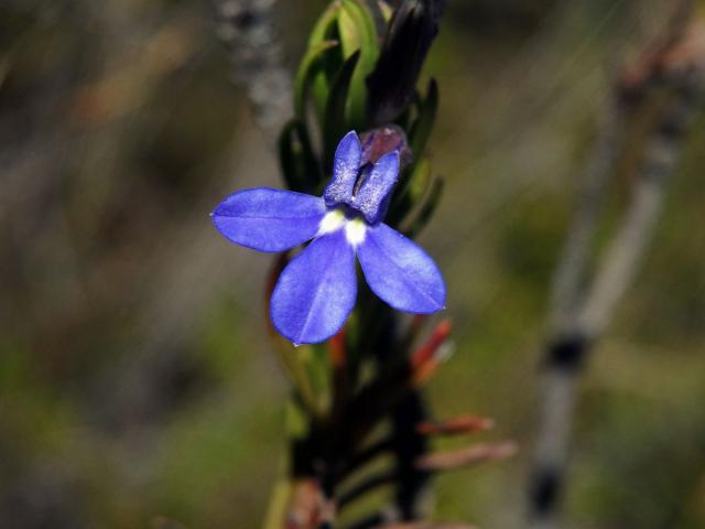 Lobelka (Lobelia pinifolia L.)