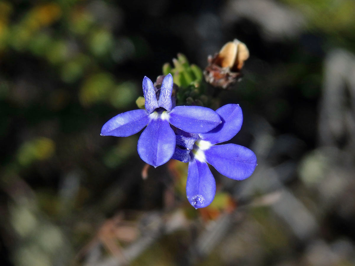 Lobelka (Lobelia pinifolia L.)