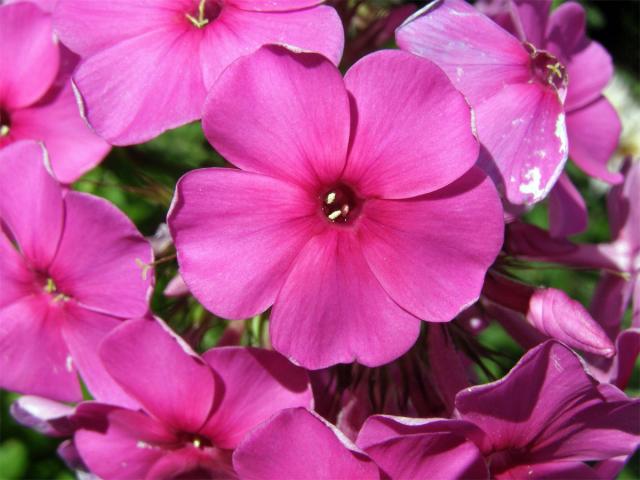 Plemenka latnatá (Phlox paniculata L.)