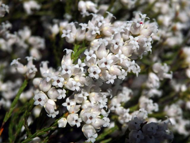 Vřesovec (Erica lutea P. J. Bergius)