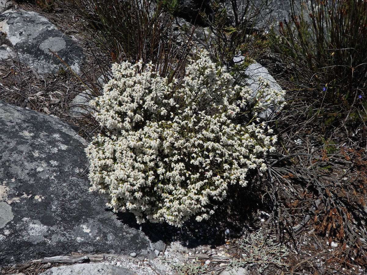 Vřesovec (Erica lutea P. J. Bergius)