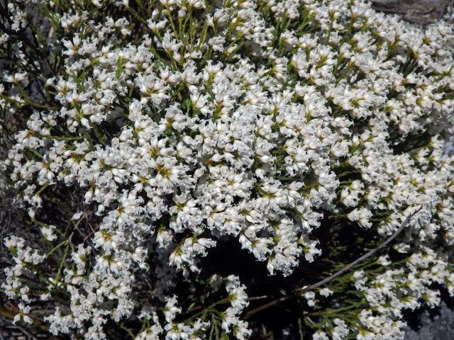 Vřesovec (Erica lutea P. J. Bergius)