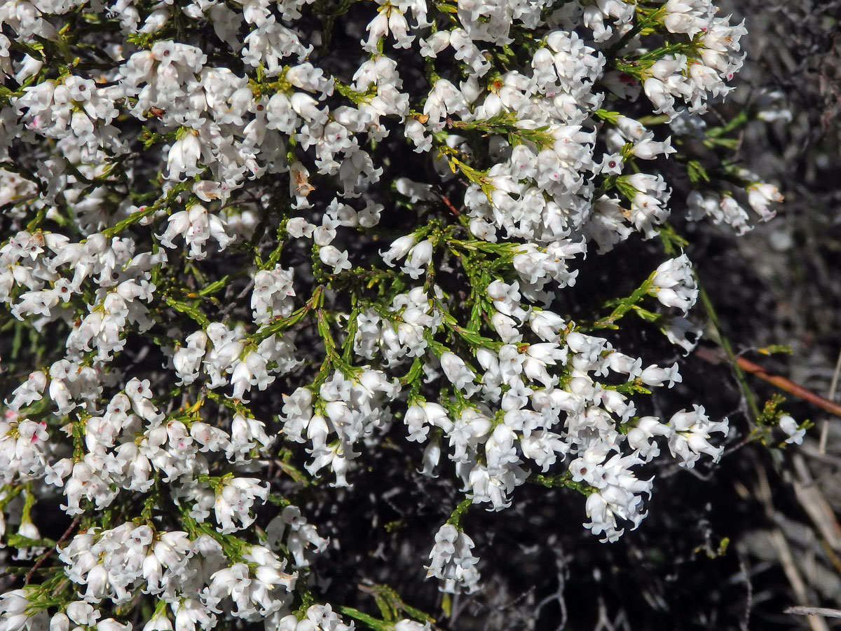 Vřesovec (Erica lutea P. J. Bergius)