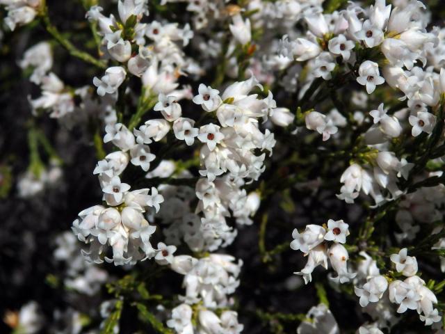 Vřesovec (Erica lutea P. J. Bergius)