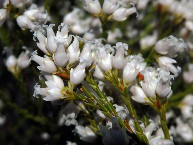 Vřesovec (Erica lutea P. J. Bergius)