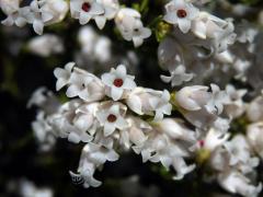 Vřesovec (Erica lutea P. J. Bergius)