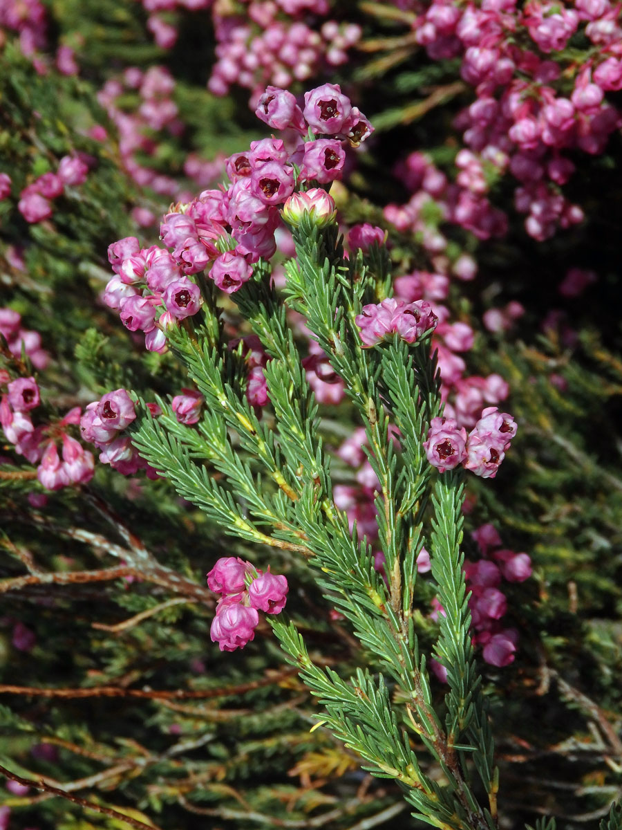 Vřesovec (Erica baccans L.)