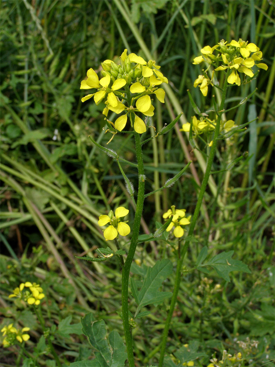 Hořčice bílá (Leukosinapis alba (L.) Spach)