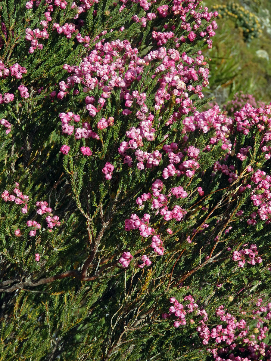 Vřesovec (Erica baccans L.)