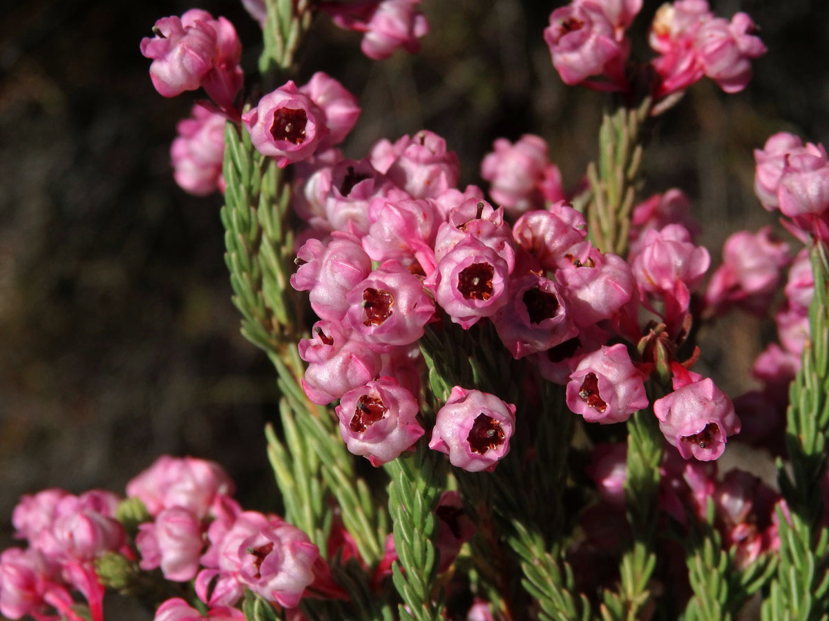 Vřesovec (Erica baccans L.)