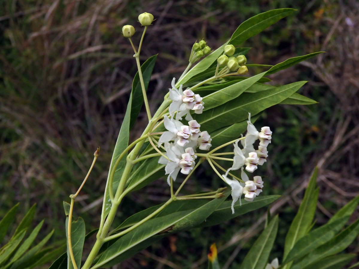 Gomphocarpus physocarpus E. Mey.