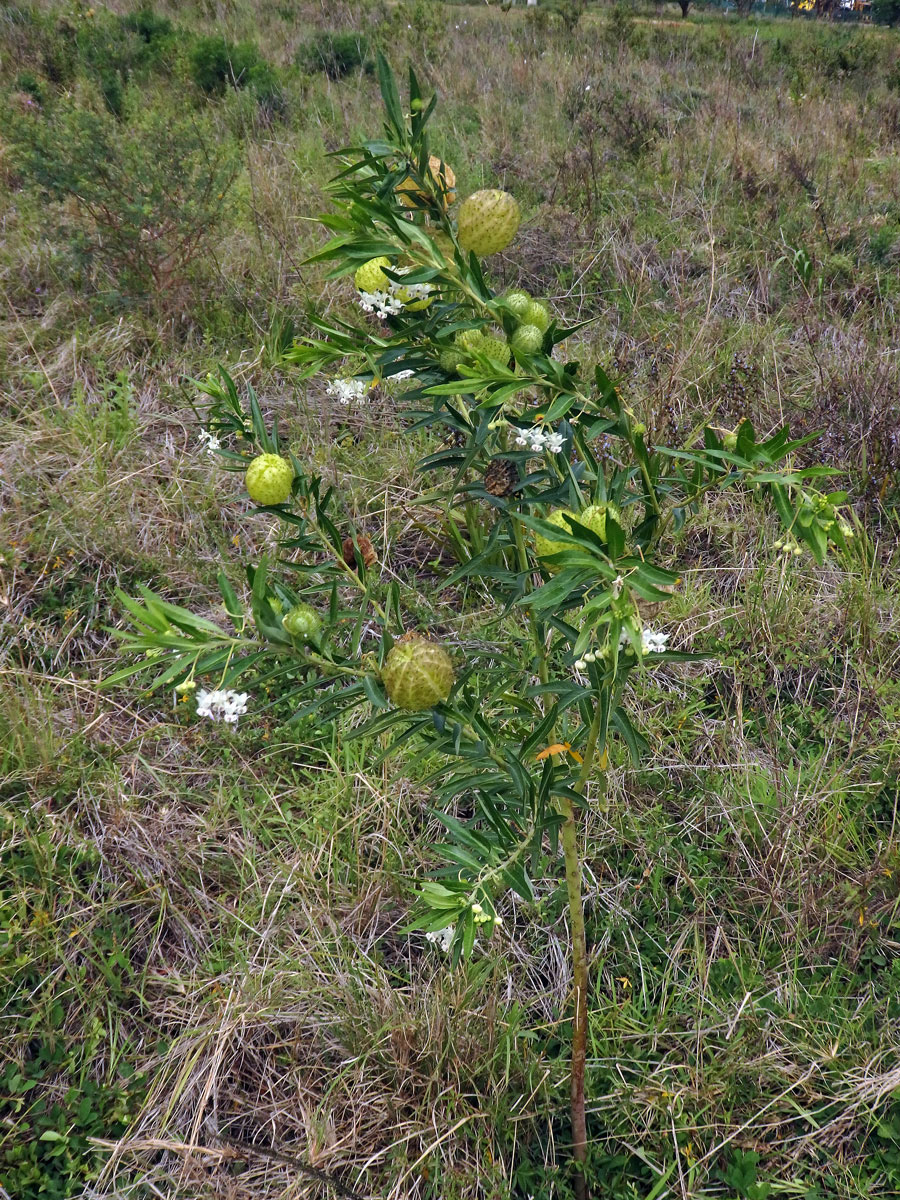 Gomphocarpus physocarpus E. Mey.