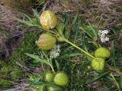 Gomphocarpus physocarpus E. Mey.