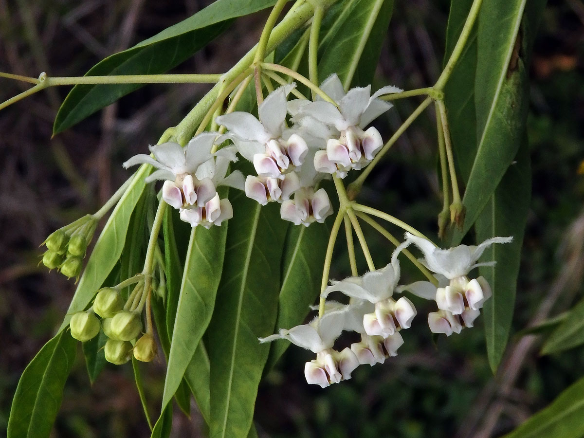 Gomphocarpus physocarpus E. Mey.