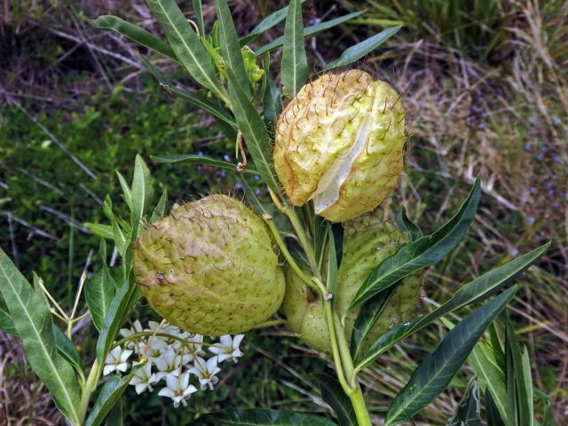 Gomphocarpus physocarpus E. Mey.