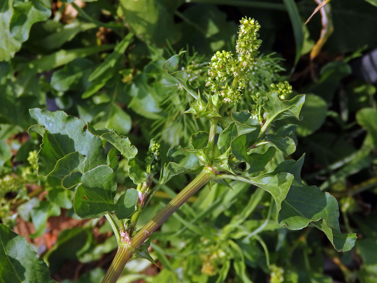 Emex spinosa (L.) Campd.