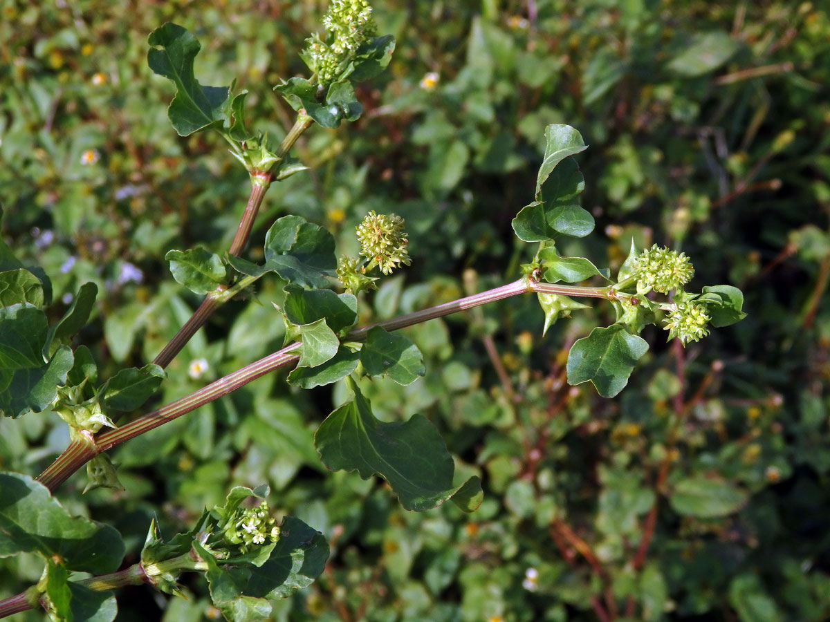 Emex spinosa (L.) Campd.