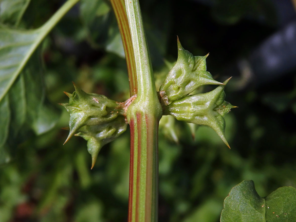 Emex spinosa (L.) Campd.