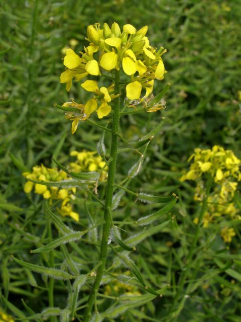 Hořčice bílá (Leukosinapis alba (L.) Spach)