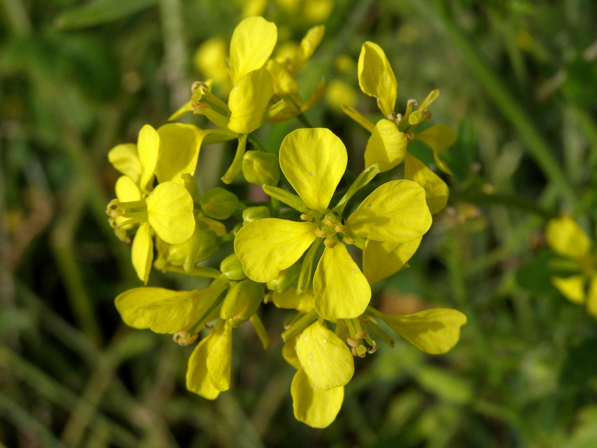 Hořčice bílá (Leukosinapis alba (L.) Spach)