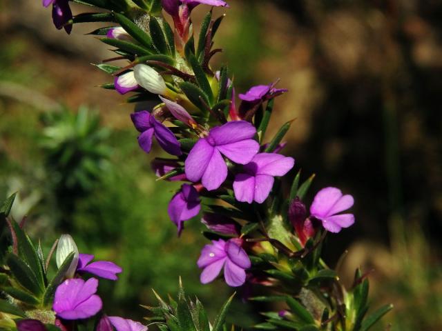 Muraltia heisteria (L.) DC.