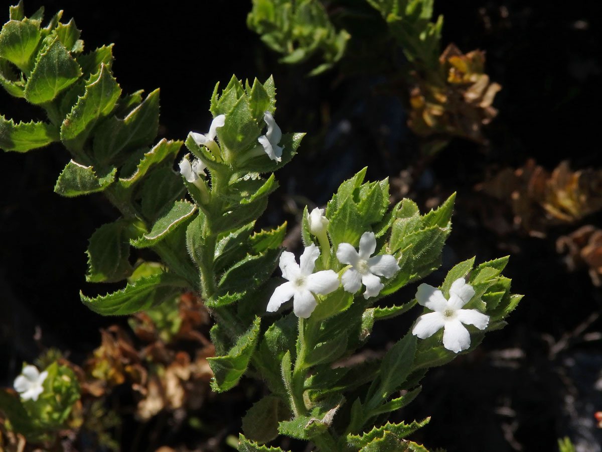 Oftia africana (L.) Bocq.