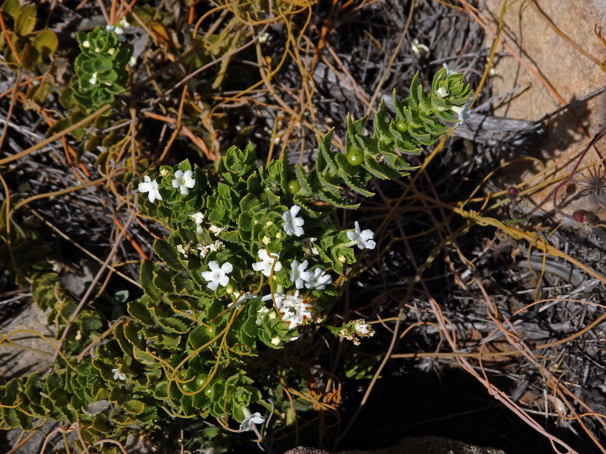 Oftia africana (L.) Bocq.