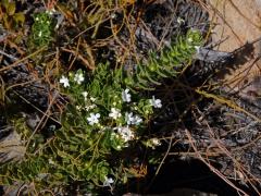 Oftia africana (L.) Bocq.