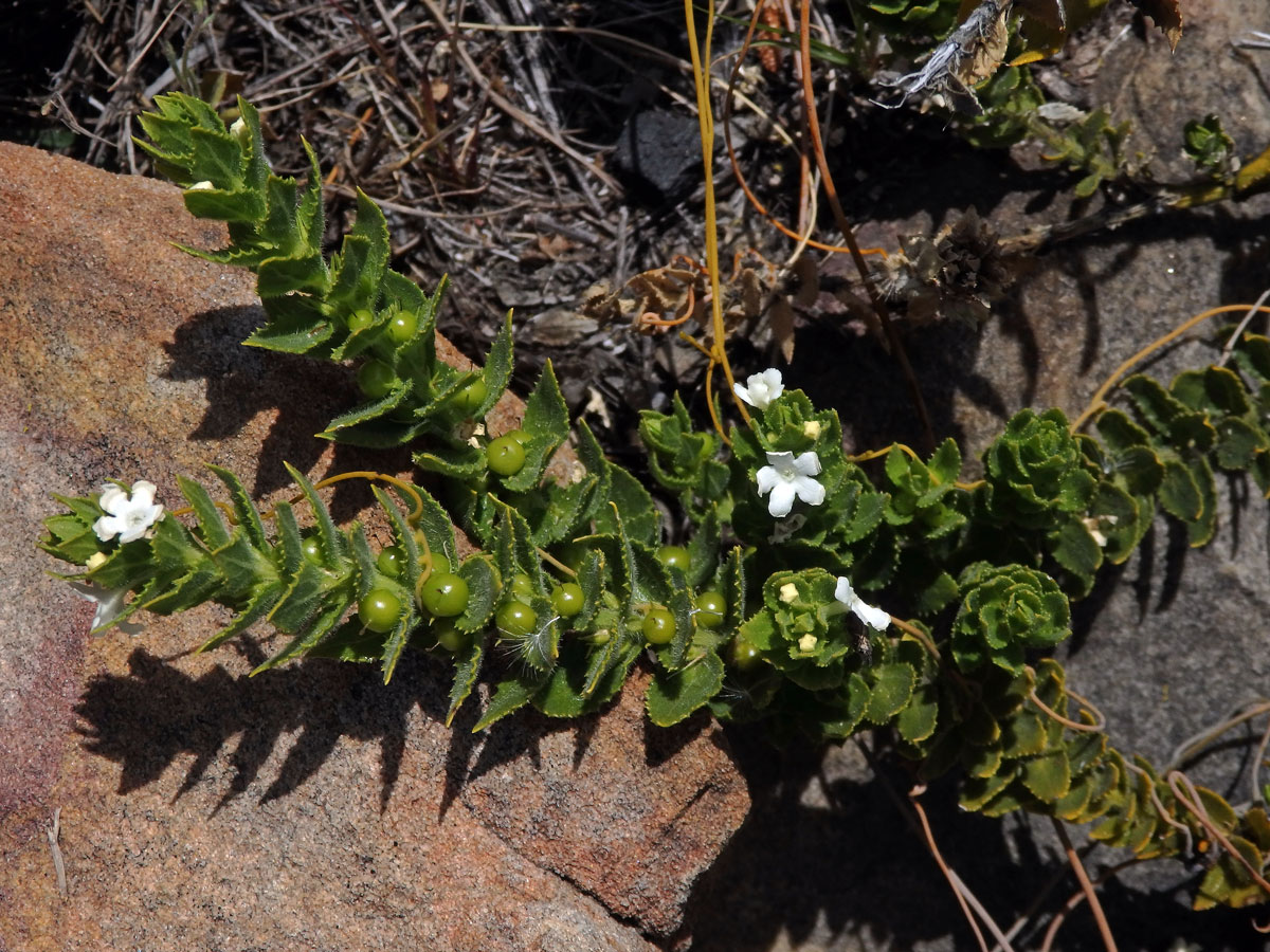 Oftia africana (L.) Bocq.