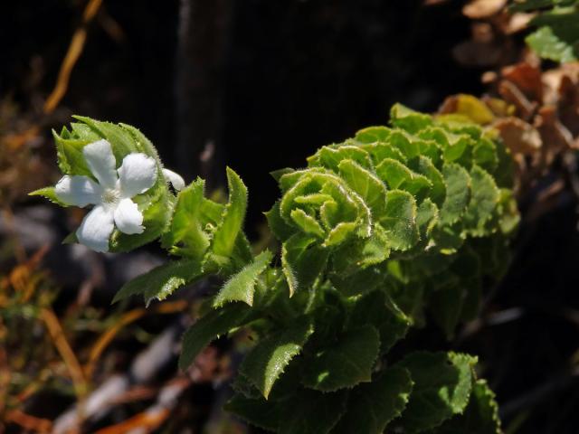 Oftia africana (L.) Bocq.