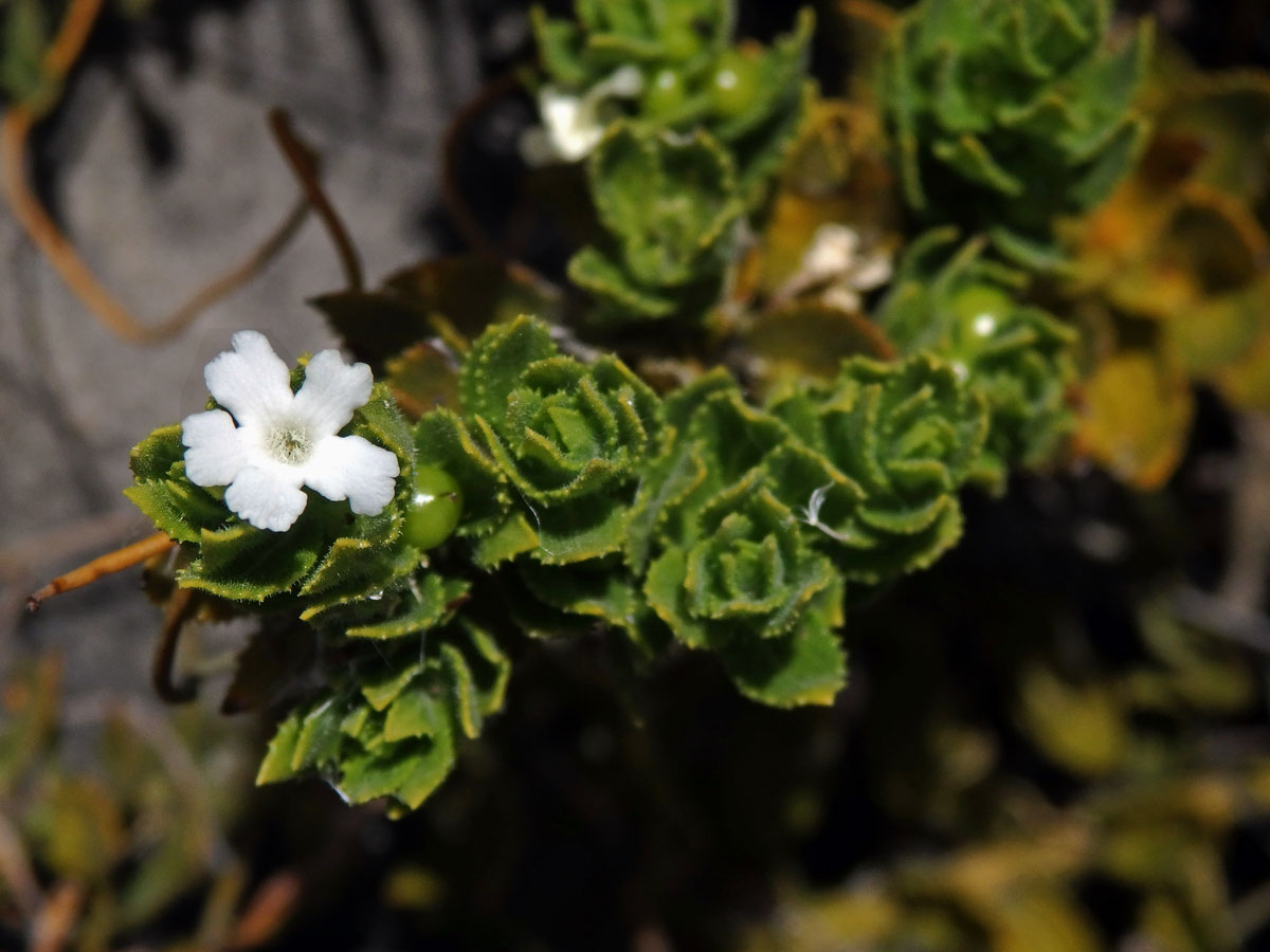 Oftia africana (L.) Bocq.