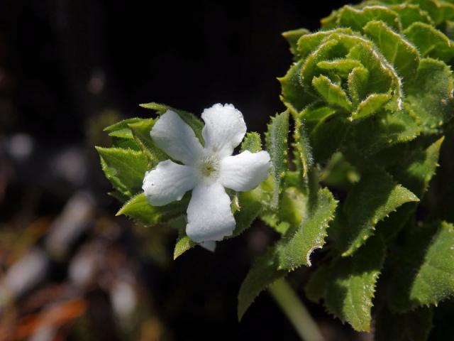 Oftia africana (L.) Bocq.