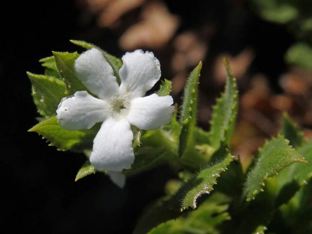 Oftia africana (L.) Bocq.