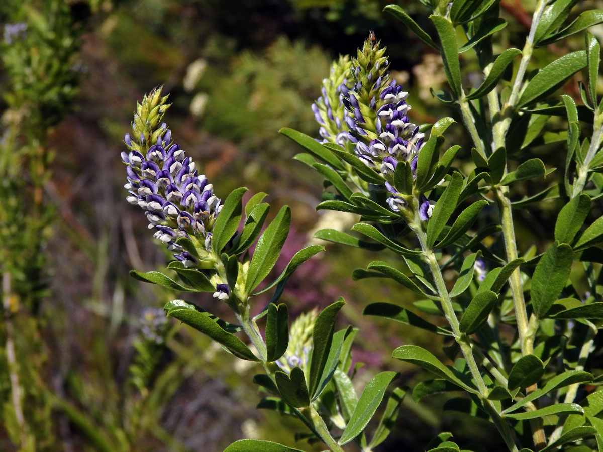 Otholobium bracteolatum (Eckl. & Zeyh.) C. H. Stirt.