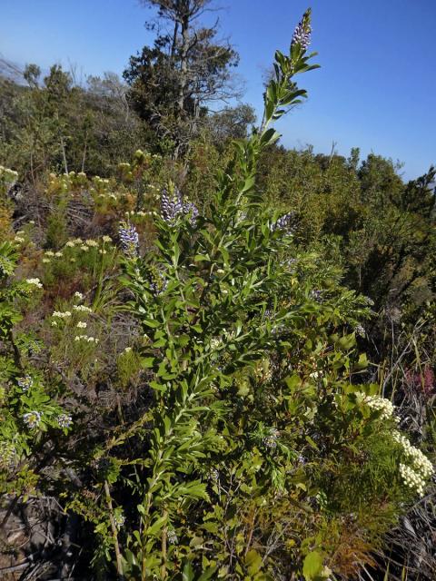 Otholobium bracteolatum (Eckl. & Zeyh.) C. H. Stirt.