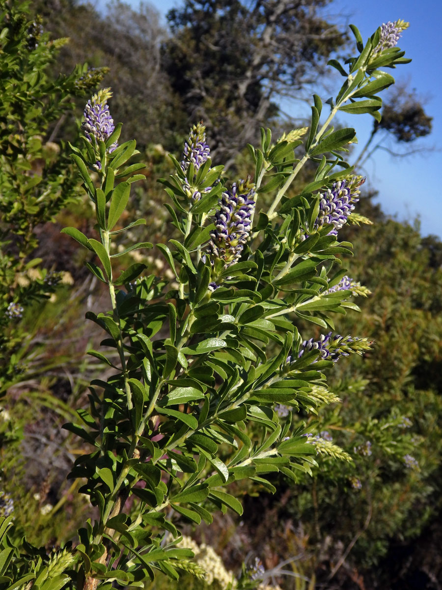 Otholobium bracteolatum (Eckl. & Zeyh.) C. H. Stirt.