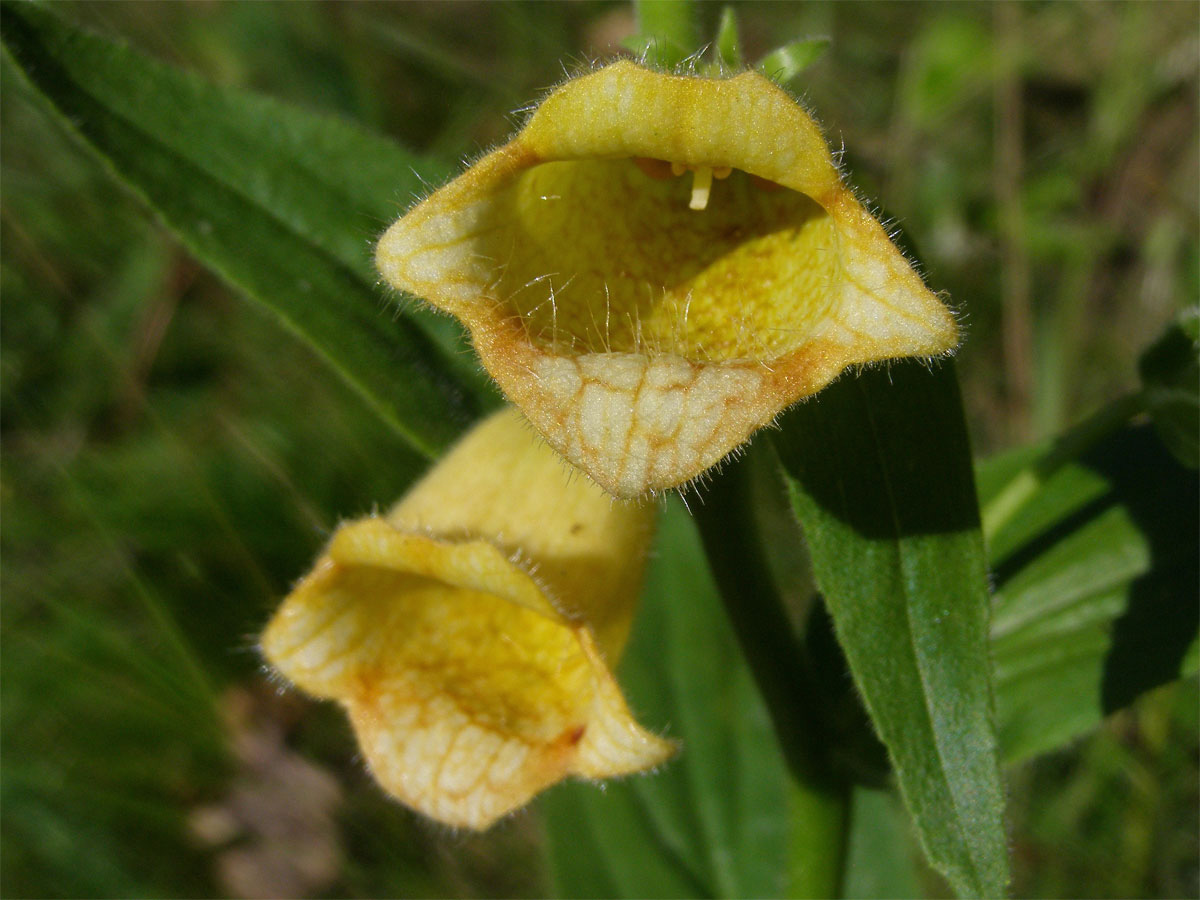 Náprstník velkokvětý (Digitalis grandiflora Mill.)