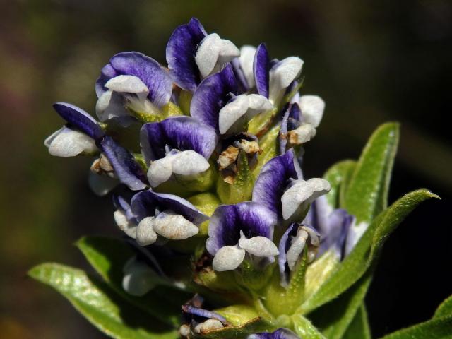 Otholobium bracteolatum (Eckl. & Zeyh.) C. H. Stirt.