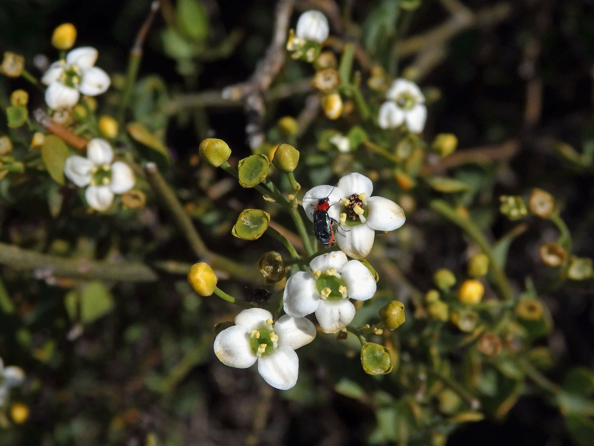 Prudil (Montinia caryophyllacea Thunb.)